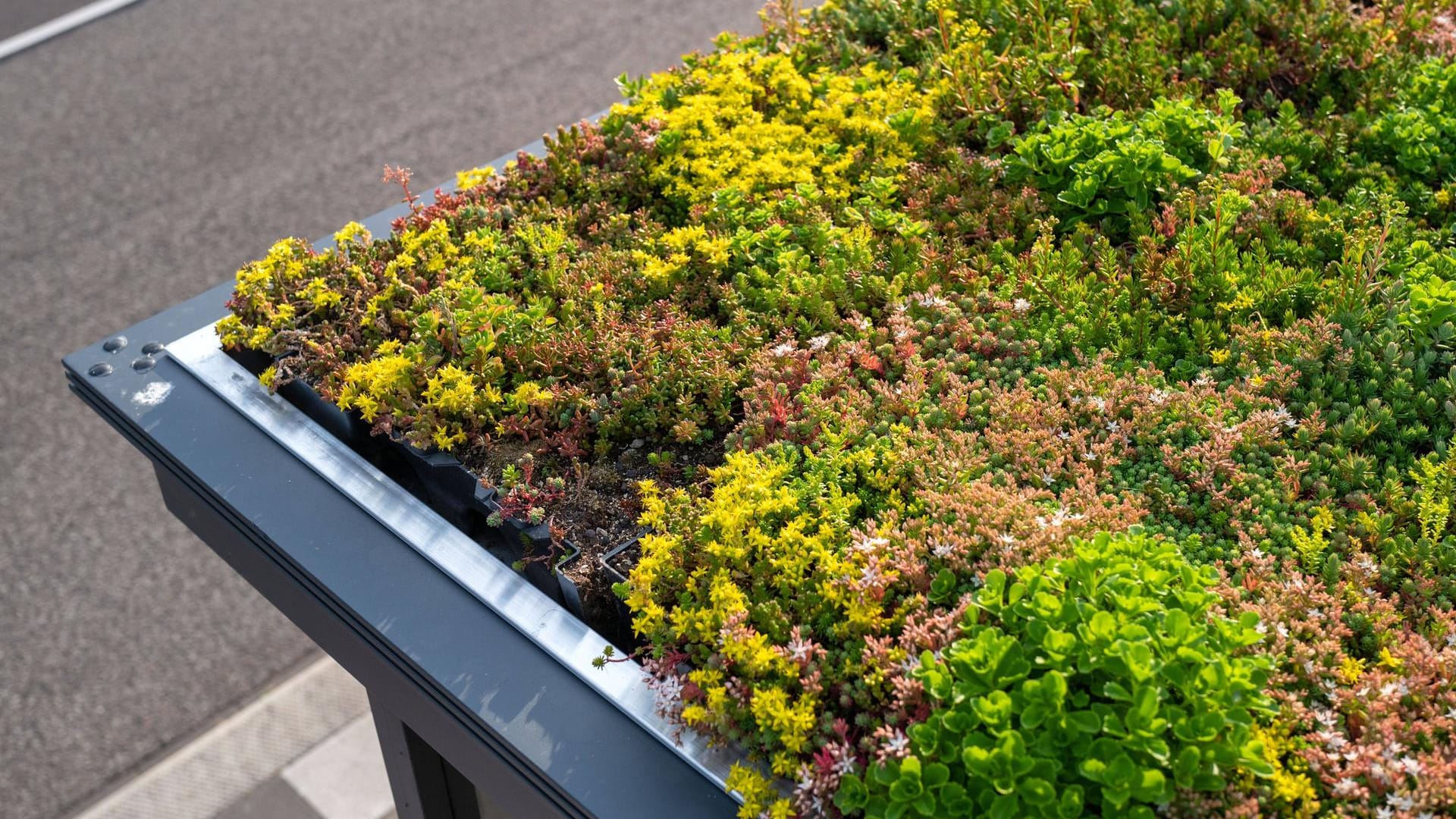 Bushaltestelle in Utrecht: Auf dem Dach wachsen Sedum-Pflanzen, die auch Trockenheit gut überstehen. (Archivbild)