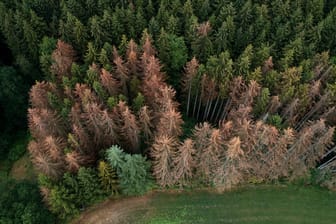 Geschädigte Fichten in Koblenz: Der BUND will das Waldsterben stoppen.
