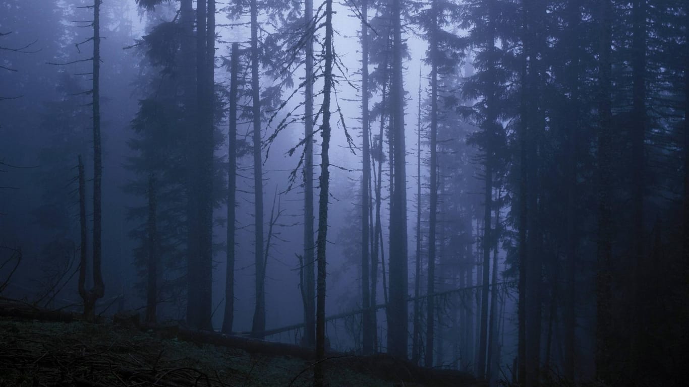 Abgestorbene Fichten im Jahr 1980: In diesem Jahr herrschte das "Waldsterben 1.0".