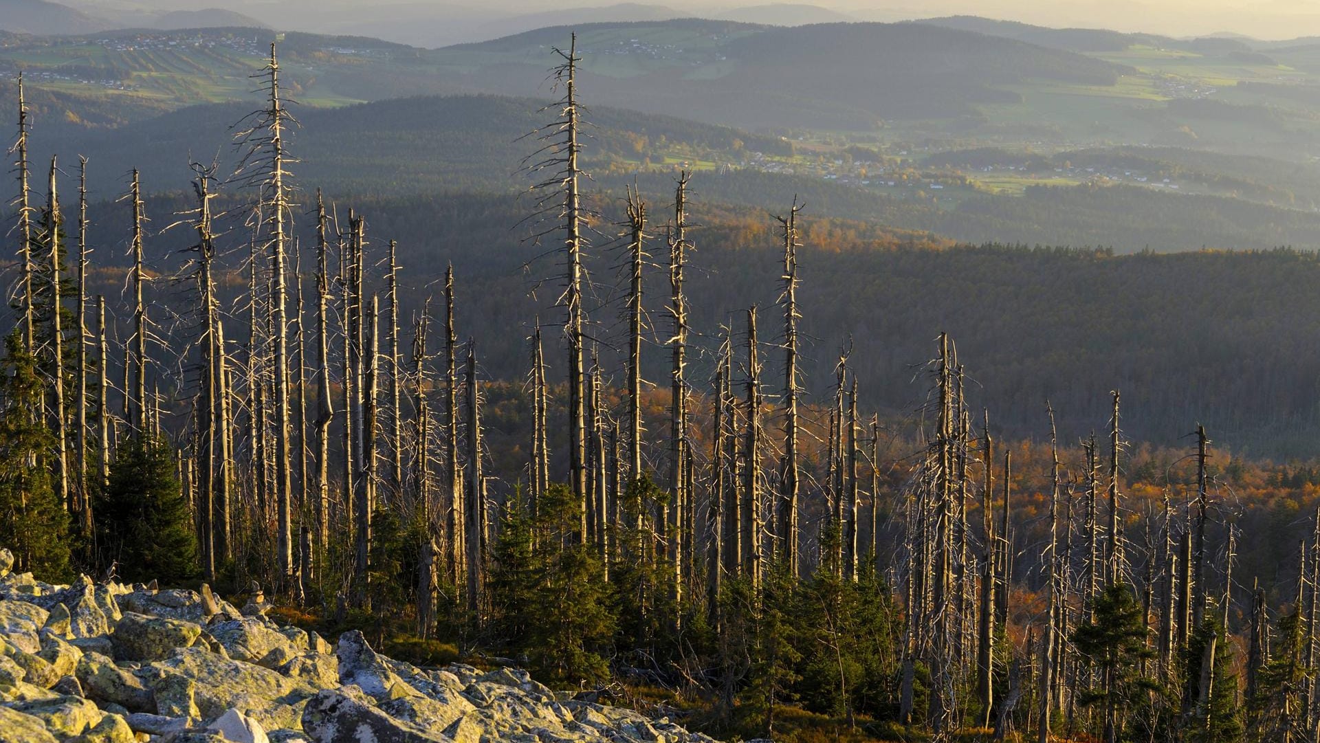 Borkenkäfer haben sich über Fichten hergemacht: Schädlinge tragen einen großen Teil zum Waldsterben bei.