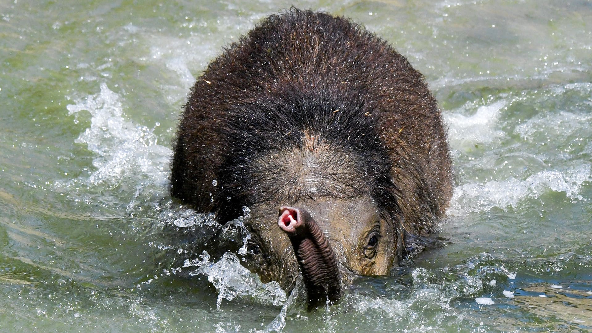 Der kleine Elefantenbulle Ben Long badet im Leipziger Zoo und kühlt sich so bei der sommerlichen Hitze ab.