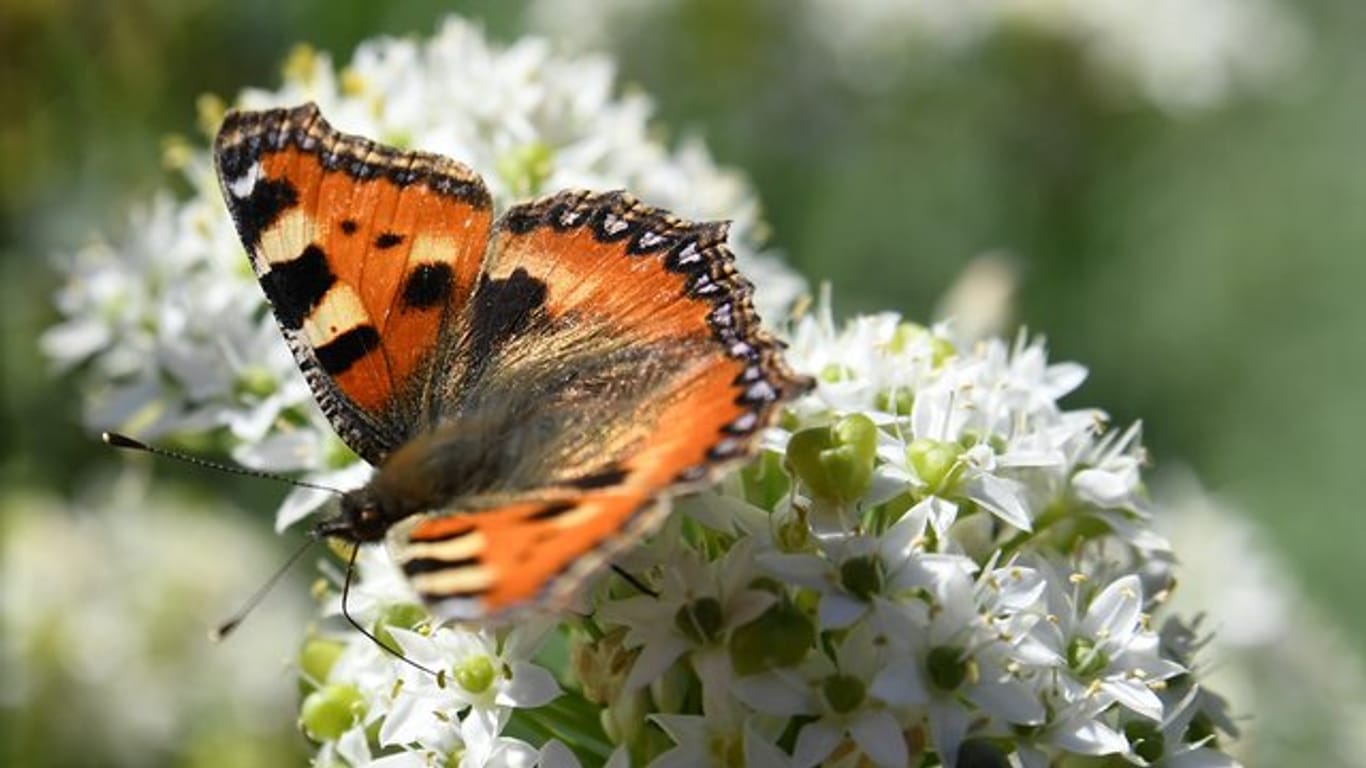 Kleine Fuchs auf einer Blume: Schmetterlinge ernähren sich in erster Linie von Nektar.