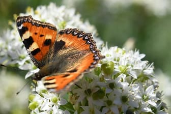 Kleine Fuchs auf einer Blume: Schmetterlinge ernähren sich in erster Linie von Nektar.