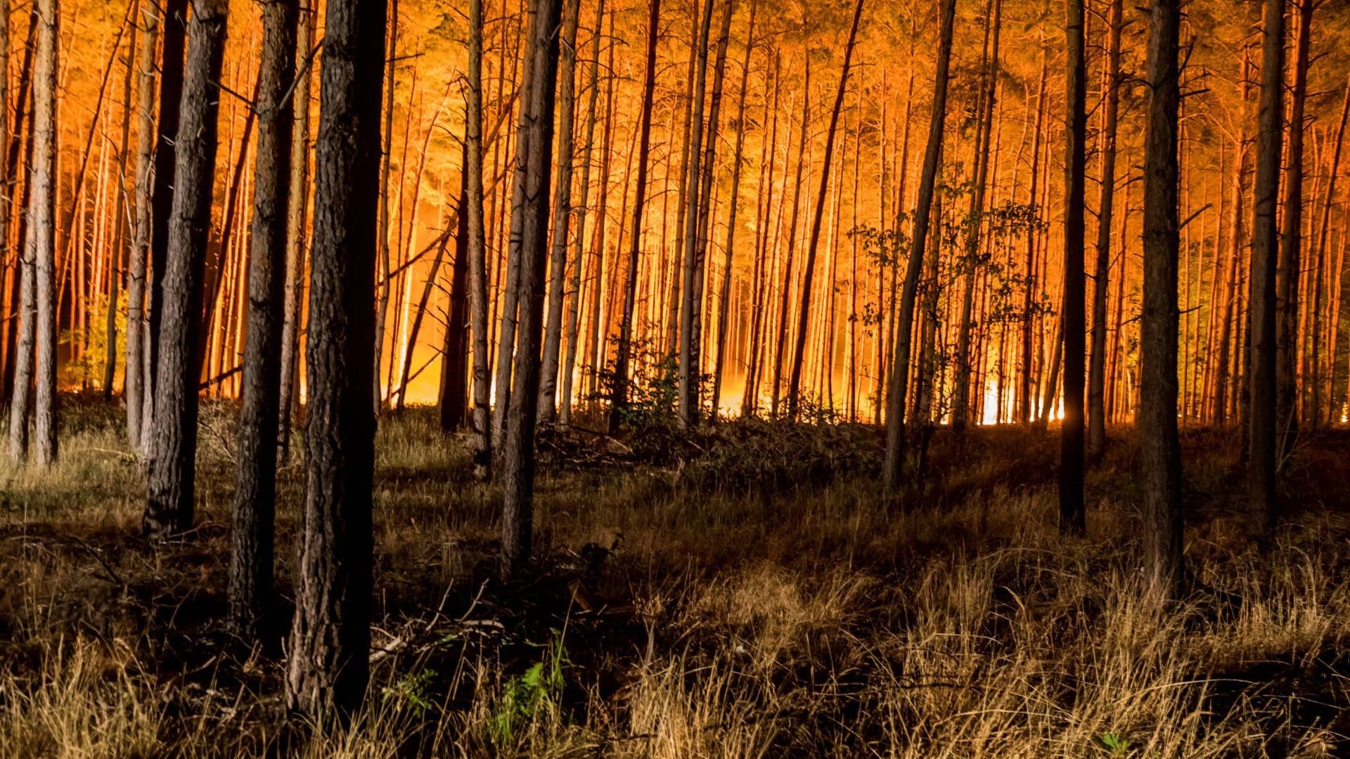 Großbrand in einem Wald in Brandenburg (Symbolbild): Neue Studien widerlegen Argumente von Leugnern der Klimakrise.