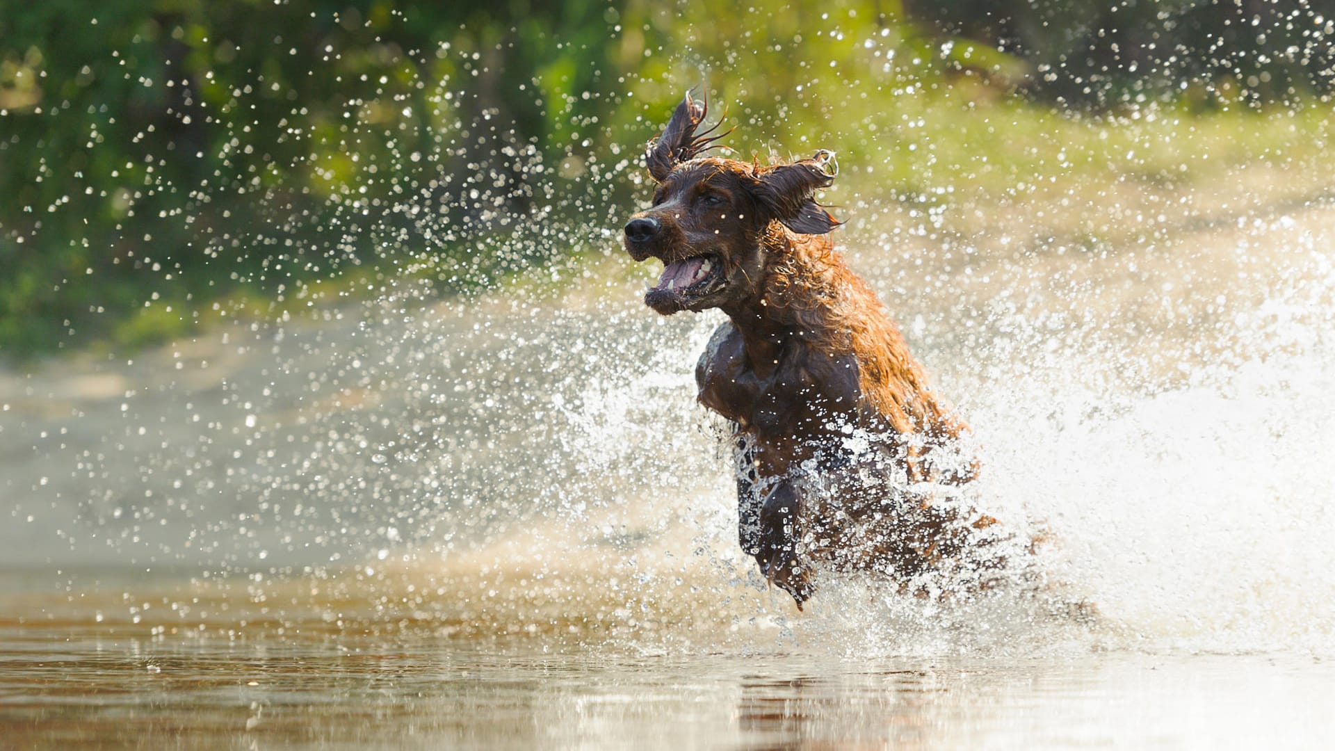 Fast alle Hunde lieben es, im Wasser zu schwimmen und zu plantschen.