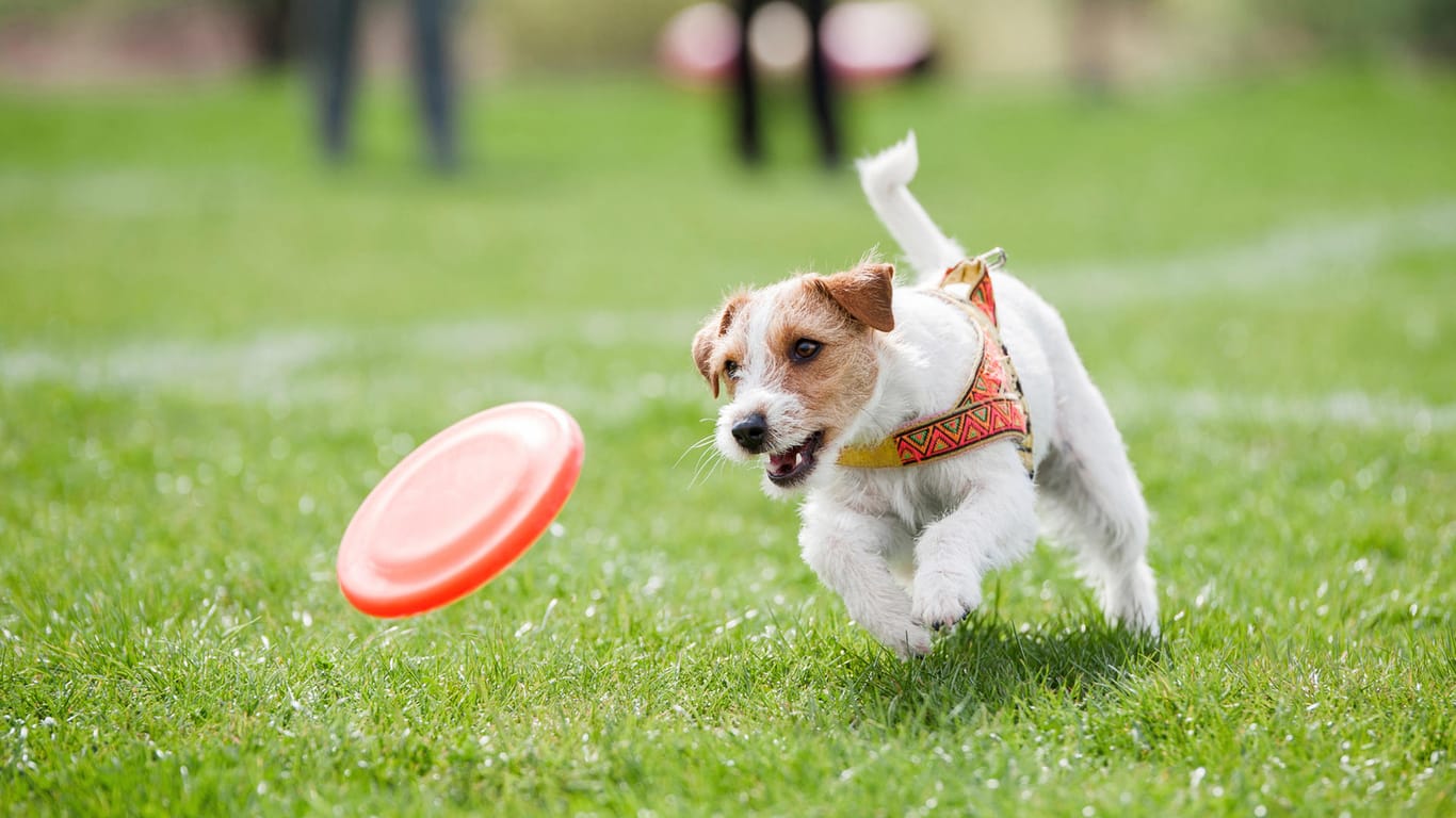 Hund mit Frisbee: Auf den vielen Wiesen im Park können Sie mit Ihrem Hund spielen und herum toben.