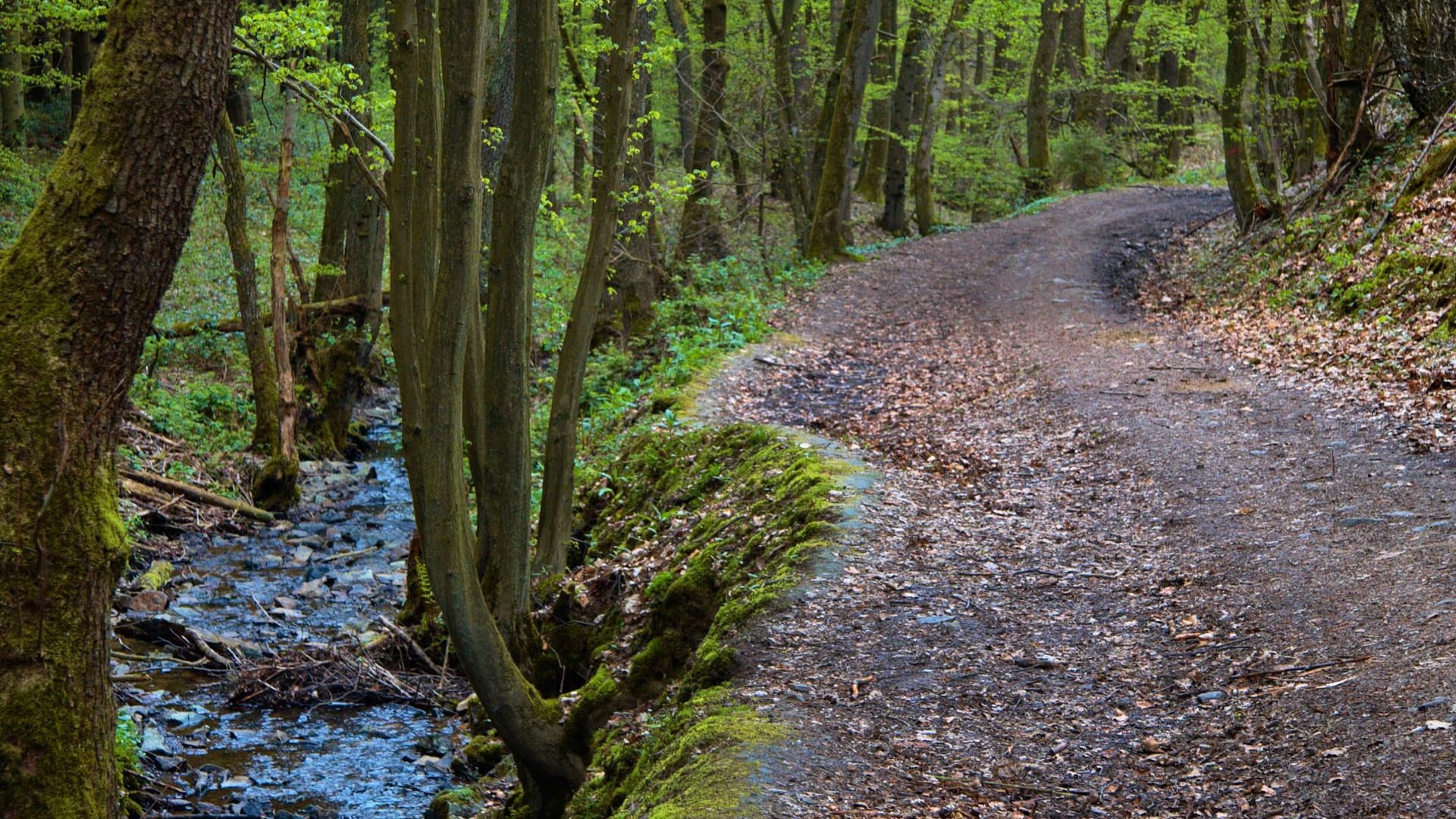 Hagen-Hohenlimburg: Viele Radwegen führen durch Wälder und entlang von Feldern.