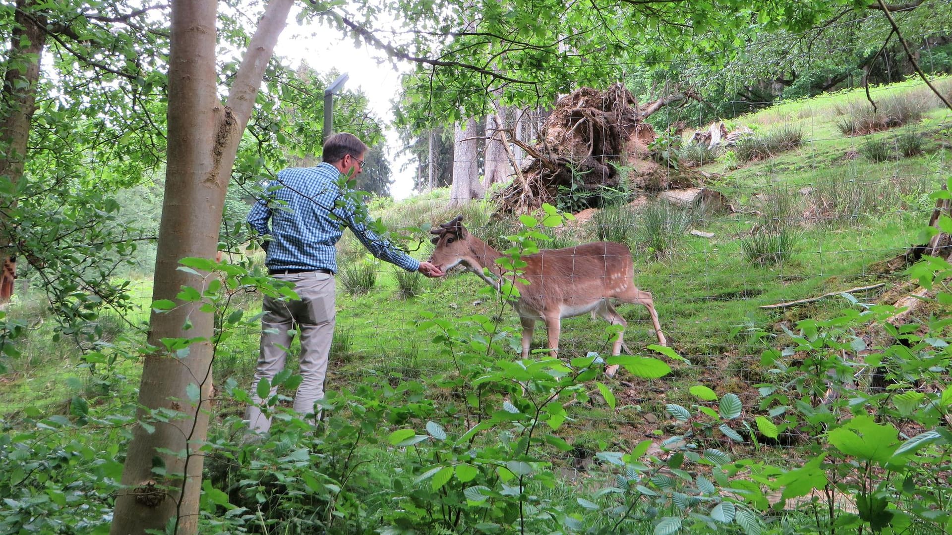 Wildgehe in Hagen: Hier können die Tiere auch gefüttert werden.