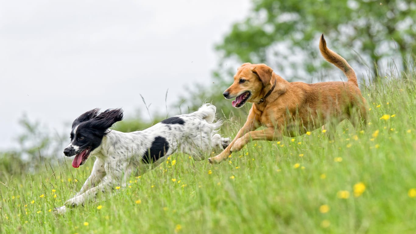 Freilaufende Hunde: Auf den Hundewiesen können die Vierbeiner ungestört mit anderen Hunden herum rennen und spielen.