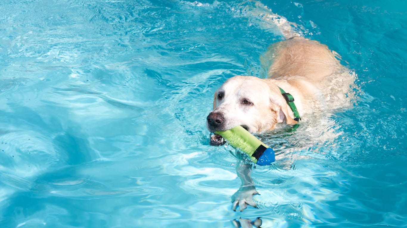 Hund im Freibad: Dank einer Initiative dürfen auch Hunde im Freibad plantschen.