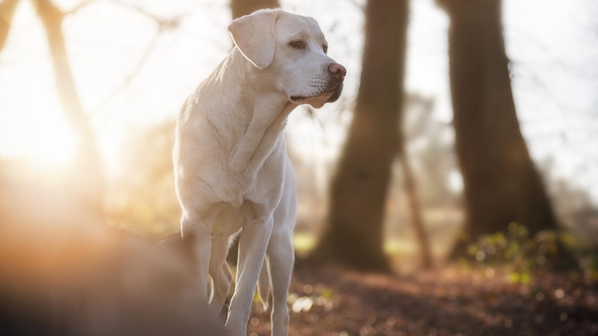 Hund im Wald: Ein schattiger Waldspaziergang ist im Sommer nicht nur abkühlend, sondern auch eine schöne Abwechslung.