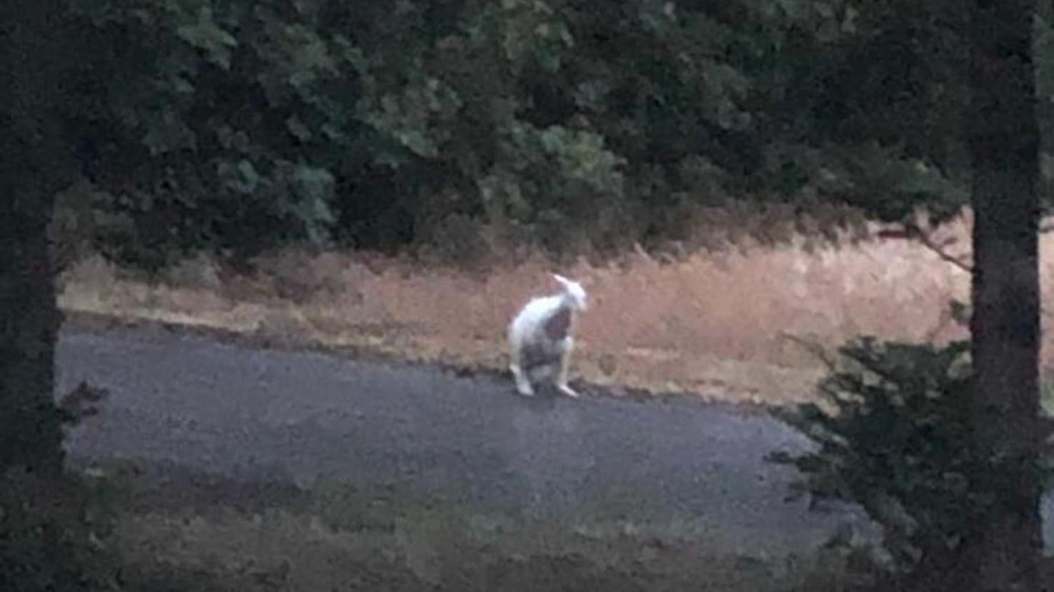 Ein weißes Känguru steht an einem Feldrand: Dieses Exemplar wurde in Essen-Kettwig gesichtet und eingefangen. Ein weißes Känguru steht an einem Feldrand: Dieses Exemplar wurde in Essen-Kettwig gesichtet und eingefangen.