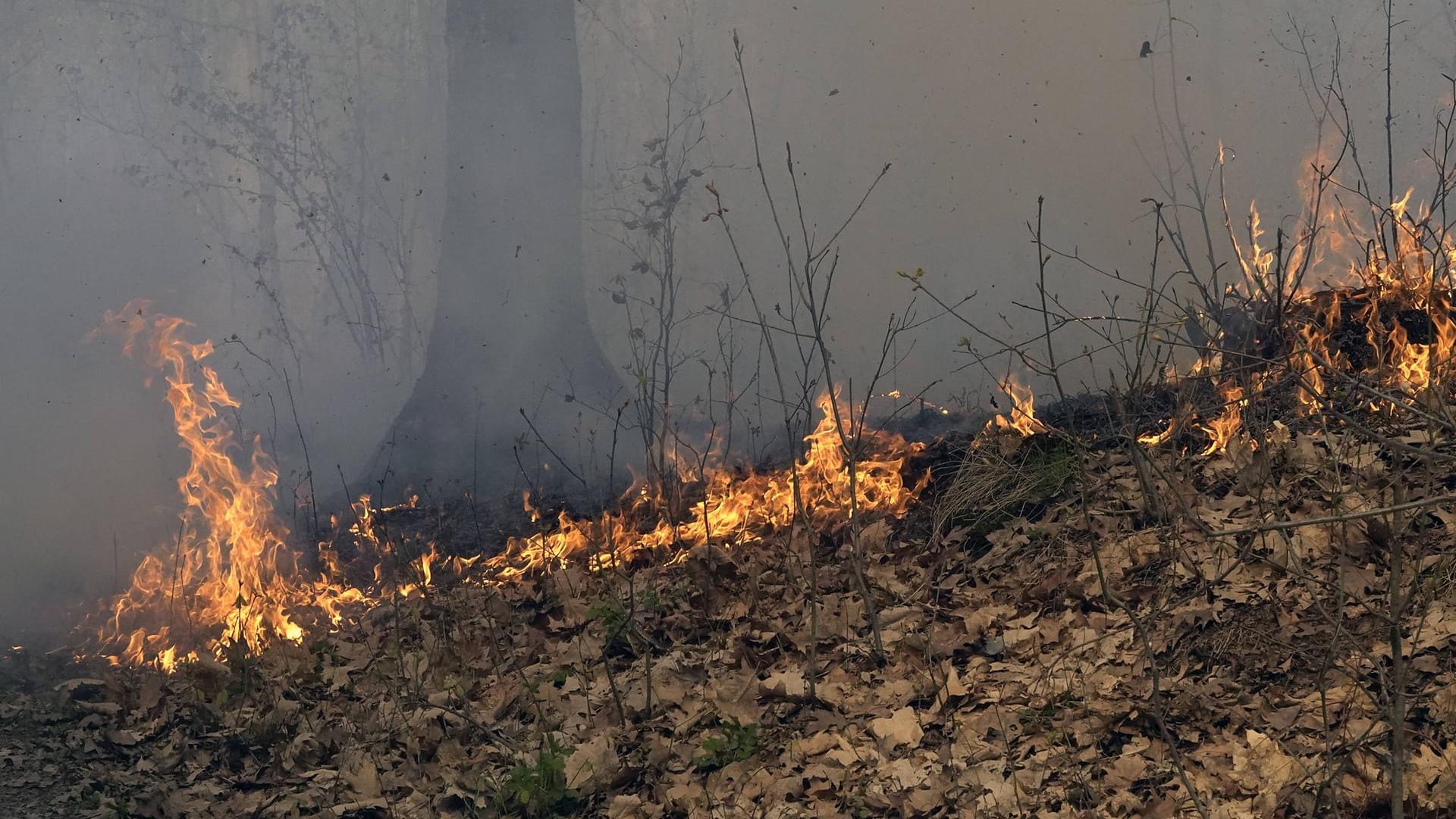 Waldbrand: In Brandenburg ist erneut ein Brand auf einem ehemaligen Truppenübungsplatz ausgebrochen. (Symbolbild)