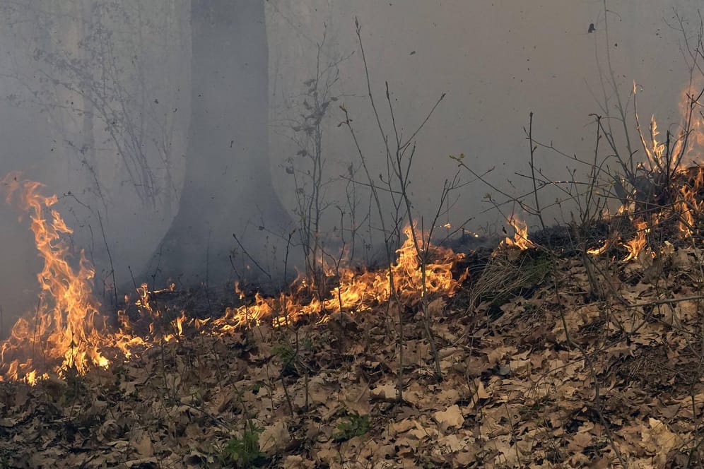 Waldbrand: In Brandenburg ist erneut ein Brand auf einem ehemaligen Truppenübungsplatz ausgebrochen. (Symbolbild)