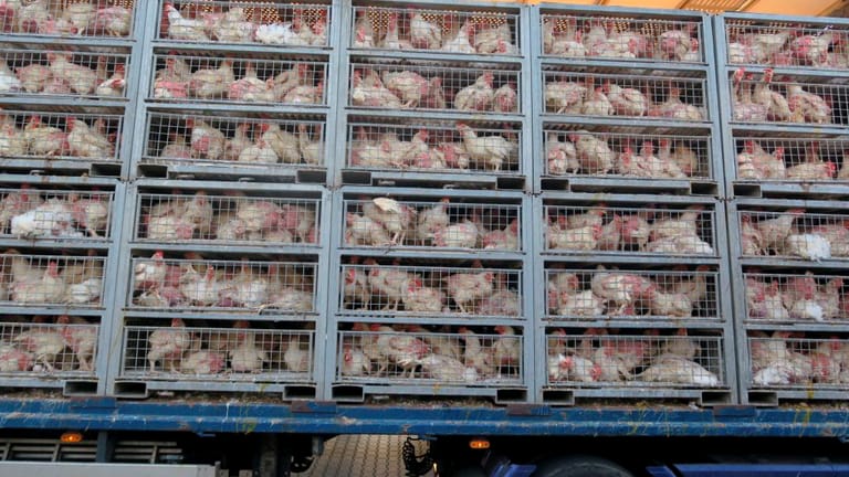 Käfige mit Hühnern sind auf einem Transporter gestapelt