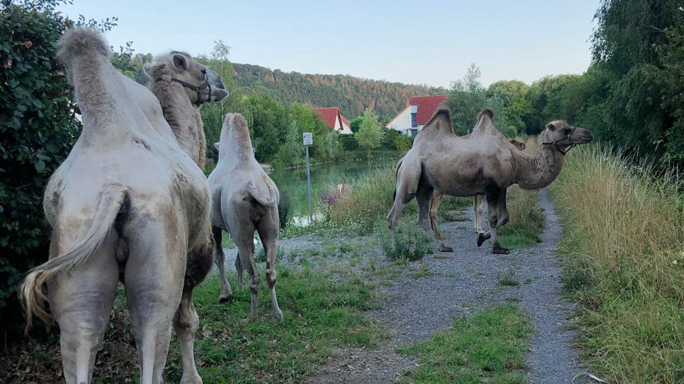 Vier Kamele stehen nahe einem Gebüsch