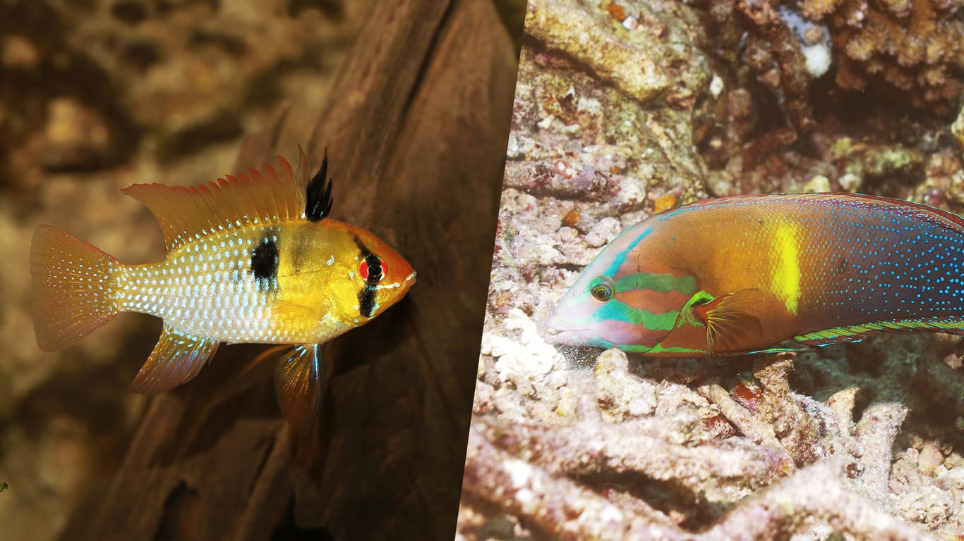 Schmetterlingsbuntbarsch und Lippfisch: Der Fisch links lebt im Süßwasser, der Gelbschwanz-Lippfisch im Salzwasser.