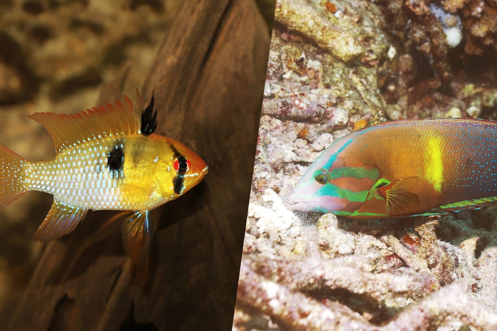 Schmetterlingsbuntbarsch und Lippfisch: Der Fisch links lebt im Süßwasser, der Gelbschwanz-Lippfisch im Salzwasser.