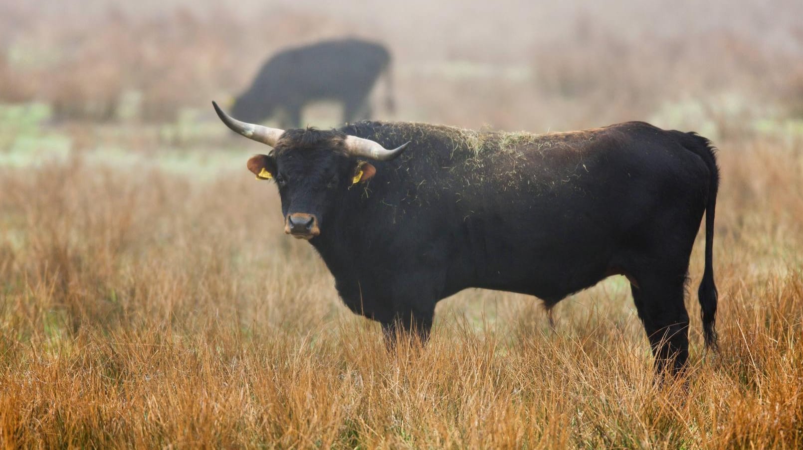 Ein Stier hat in der Oberpfalz zwei Menschen getötet. (Symbolbild)