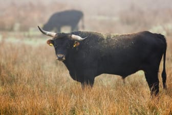 Ein Stier hat in der Oberpfalz zwei Menschen getötet. (Symbolbild)