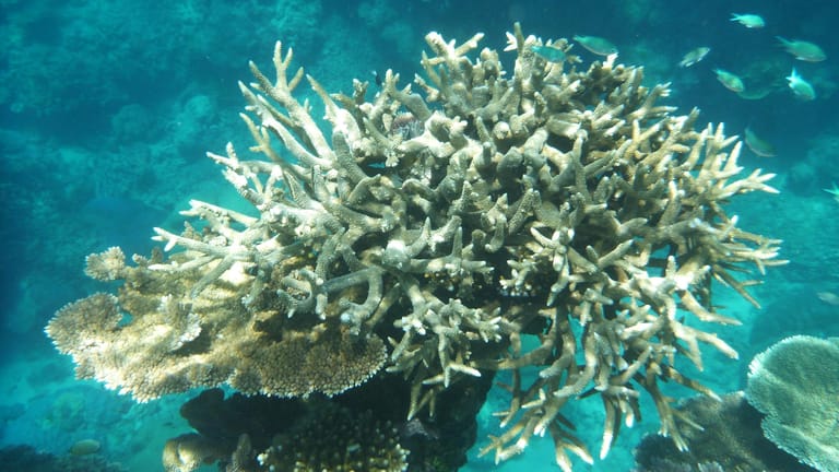 Korallen am Great Barrier Reef, die von Korallenbleiche betroffen sind: Bei der Bleiche stoßen die Korallen Algen ab, die sonst mit ihnen in Symbiose leben – zurück bleibt das Skelett. (Archivbild)