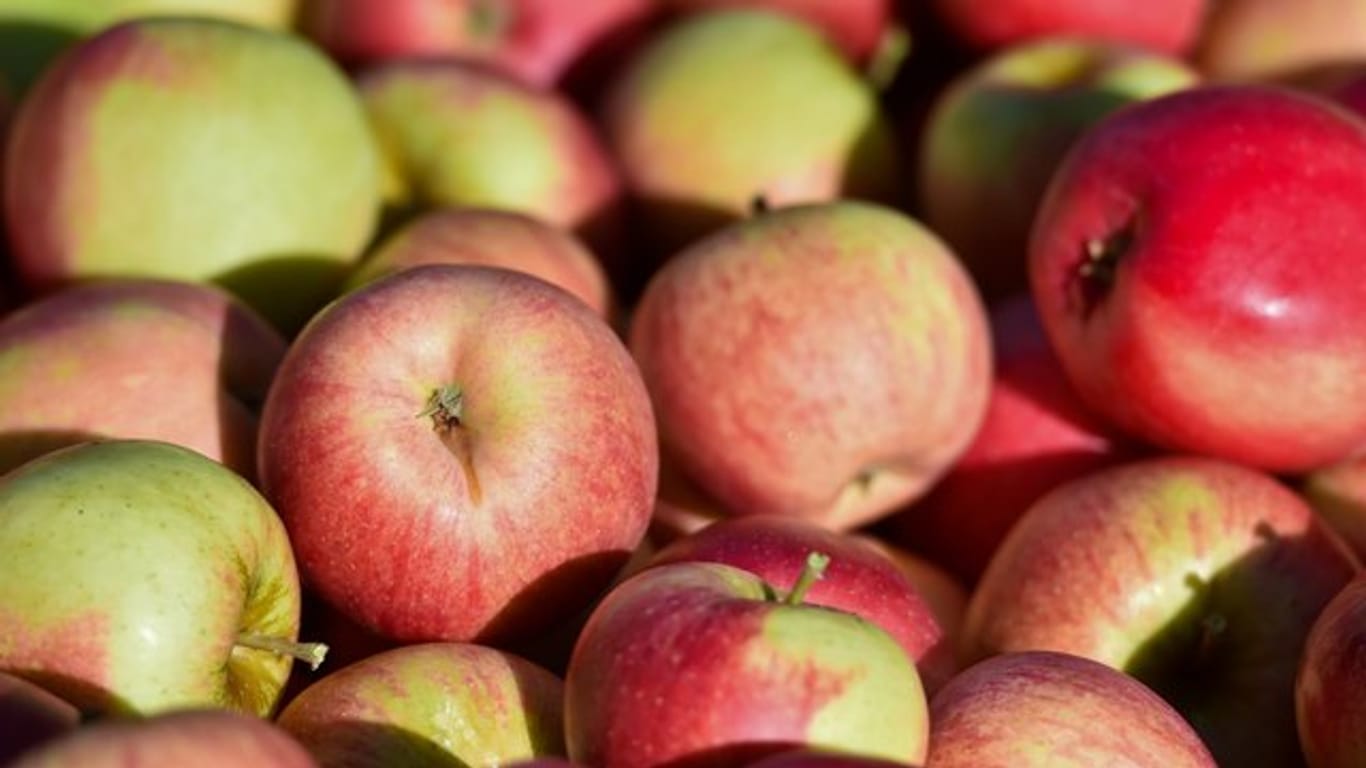 Besonders gesund: Über hundert Millionen Bakterien pro Apfel.