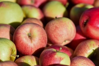 Besonders gesund: Über hundert Millionen Bakterien pro Apfel.