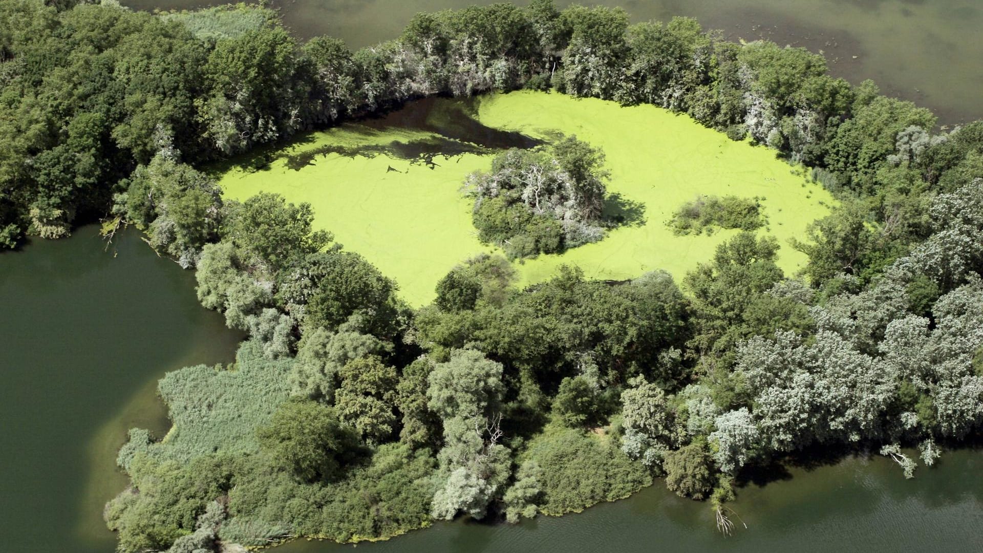 Insel im Altrhein bei Karlsruhe: Der perfekte Ort, um die Natur zu genießen.