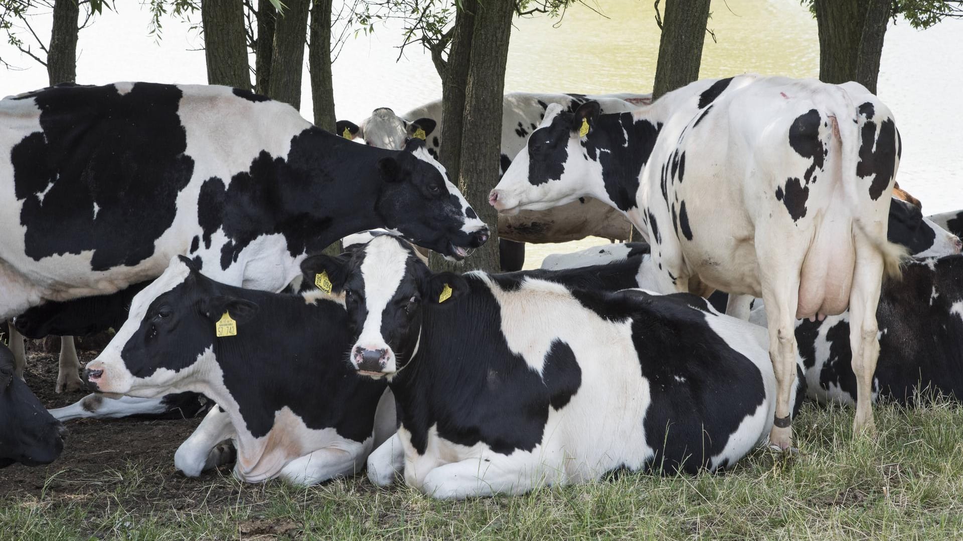 Kuhherde: In Jena hat ein Mann mehrere Tiere teils schwer verletzt. (Symbolbild)