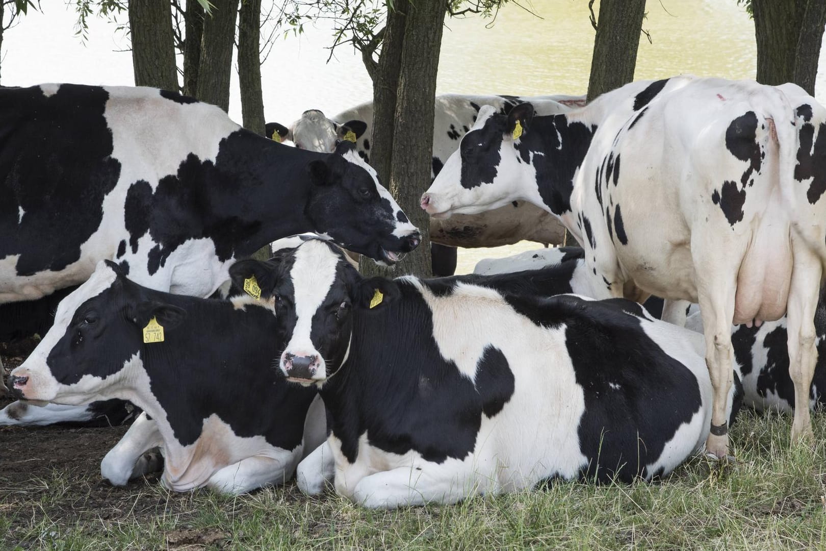 Kuhherde: In Jena hat ein Mann mehrere Tiere teils schwer verletzt. (Symbolbild)