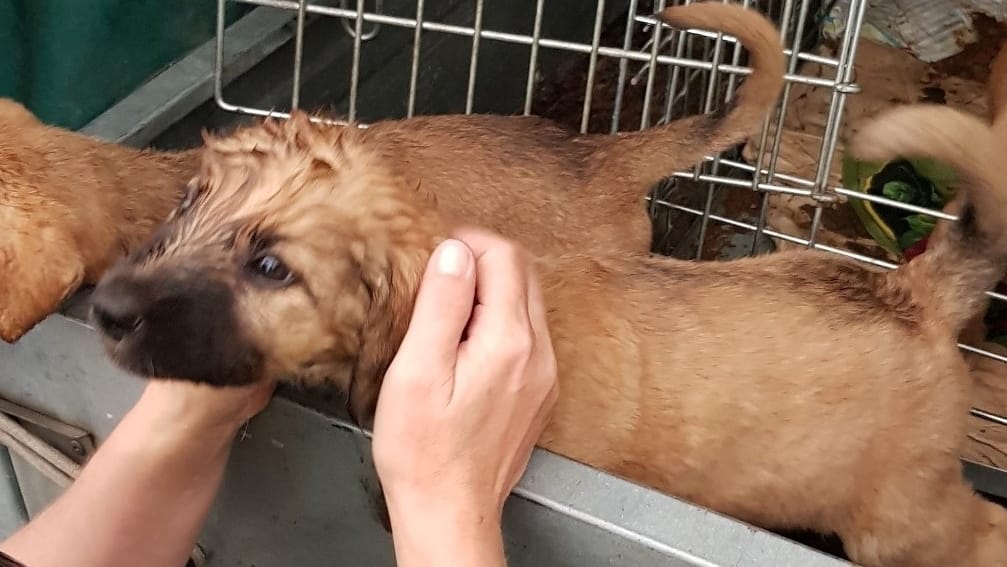 Ein erschöpfter Hundewelpe: Die Polizei hat die jungen Tiere mit Wasser und Futter versorgt.