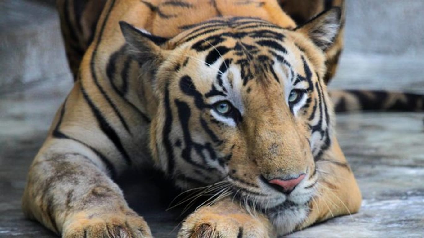 Ein Königstiger ruht in seinem Gehege in einem Zoo in Kolkata.