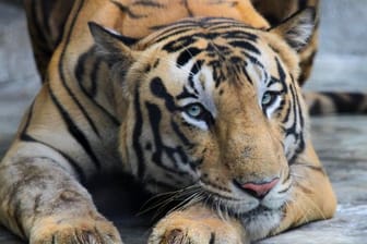 Ein Königstiger ruht in seinem Gehege in einem Zoo in Kolkata.