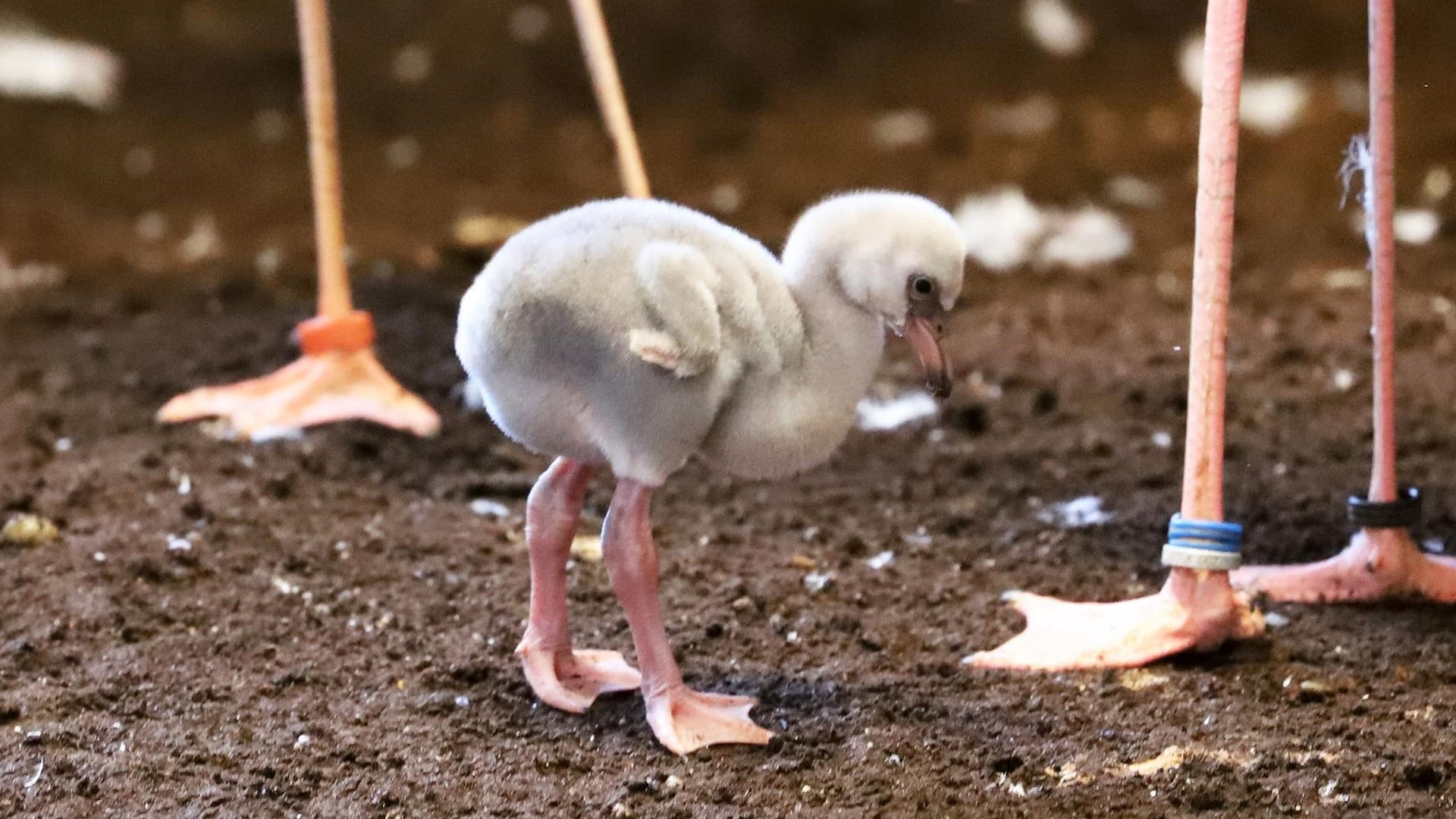 Ein Zwergflamingo-Küken: Dieses Exemplar wurde im Karlsruher Zoo ausgebrütet.