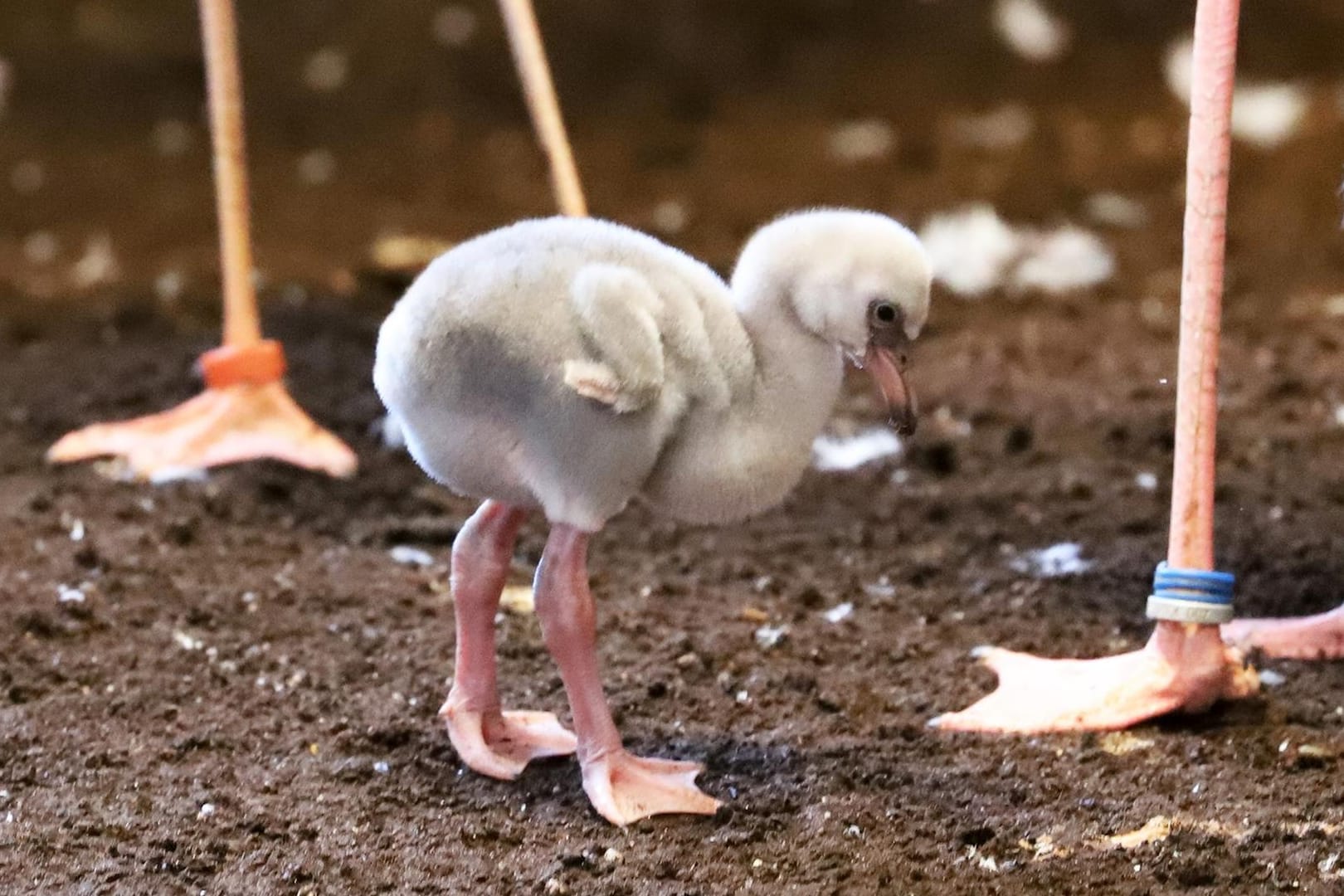 Ein Zwergflamingo-Küken: Dieses Exemplar wurde im Karlsruher Zoo ausgebrütet.