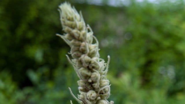 Die Königskerze (Verbascum) wird rund einen Meter hoch.