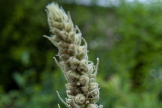 Die Königskerze (Verbascum) wird rund einen Meter hoch.