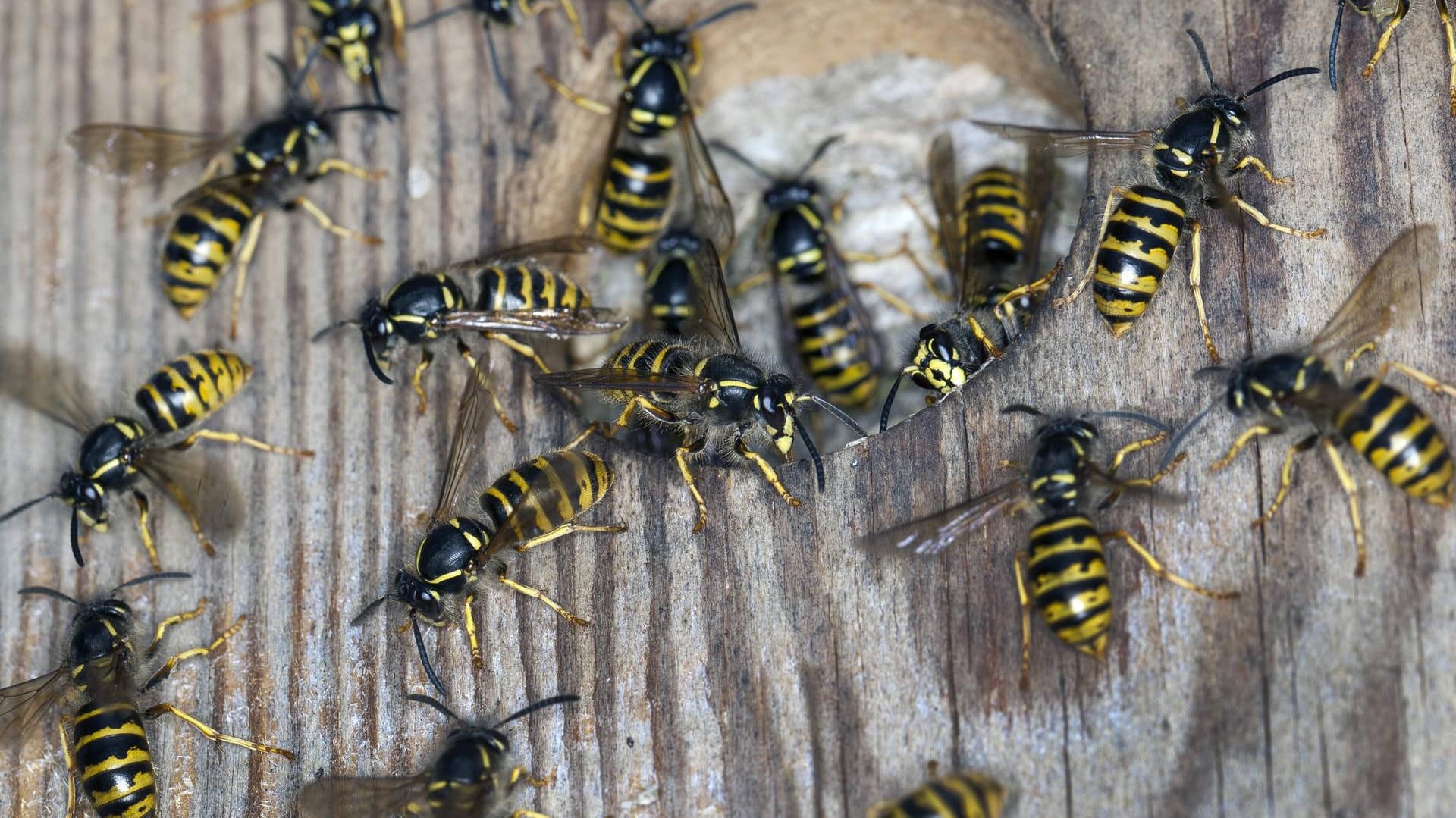 Wespennest: In NRW ist ein Spaziergänger vor den Insekten geflohen und gestürzt. (Symbolbild)