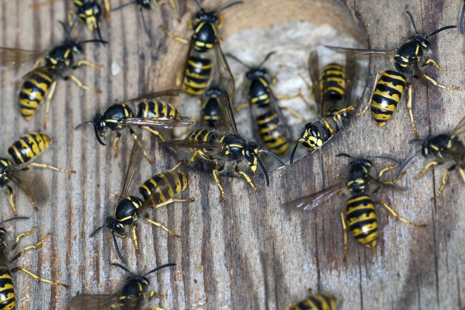 Wespennest: In NRW ist ein Spaziergänger vor den Insekten geflohen und gestürzt. (Symbolbild)