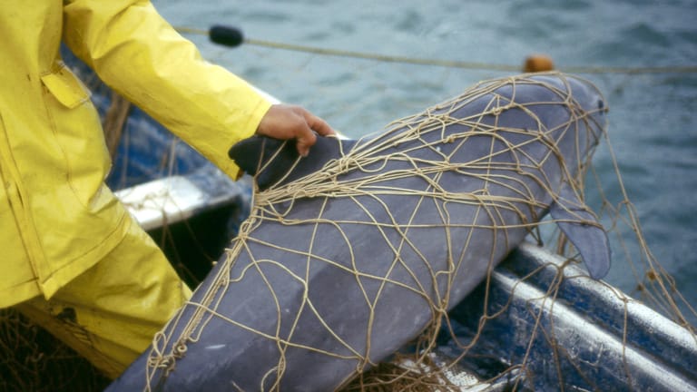 Ein gefangener Schweinswal: Im kalifornischen Golf leben höchstens nur noch 19 Exemplare der kleinen Walart.