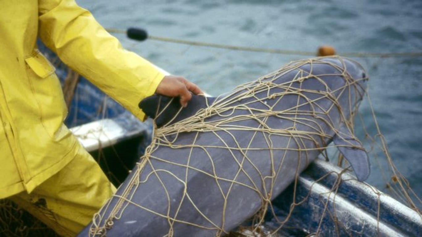 Ein Kalifornischer Schweinswal hängt im Netz eines Fischers.