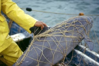 Ein Kalifornischer Schweinswal hängt im Netz eines Fischers.