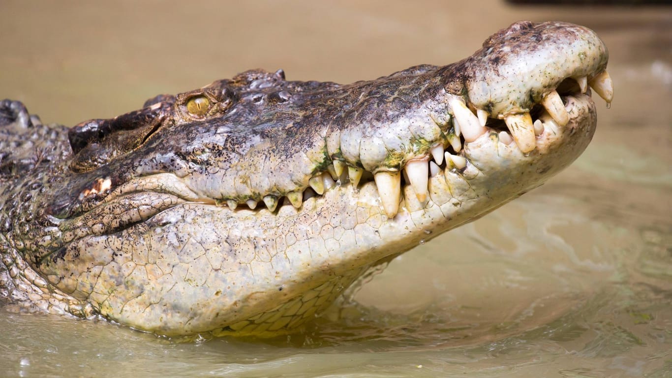 Krokodil in Australien: Auf der Koorana Crocodile Farm wurde im Mageninhalt eines verstorbenen Tieres eine chirurgische Platte aus der Schweiz gefunden.