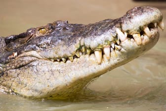 Krokodil in Australien: Auf der Koorana Crocodile Farm wurde im Mageninhalt eines verstorbenen Tieres eine chirurgische Platte aus der Schweiz gefunden.