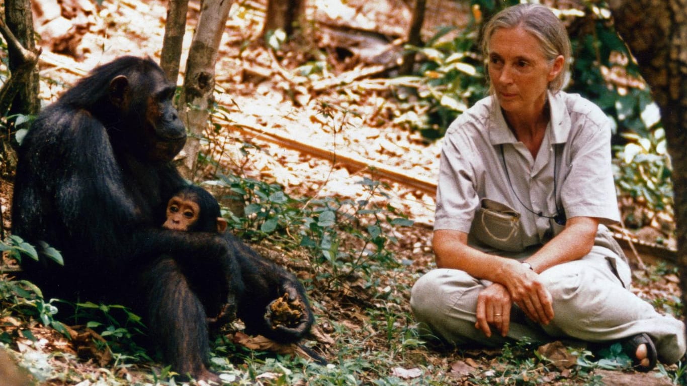 Die britische Verhaltensforscherin Jane Goodall 1990 mit Schimpansen.