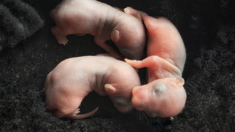 Drei neugeborene Ratten: In vorherigen Experimenten hat das Forschungsteam Zellen von Mäusen in Ratten injiziert – und so eine Bauchspeicheldrüse wachsen lassen.