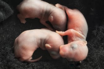 Drei neugeborene Ratten: In vorherigen Experimenten hat das Forschungsteam Zellen von Mäusen in Ratten injiziert – und so eine Bauchspeicheldrüse wachsen lassen.