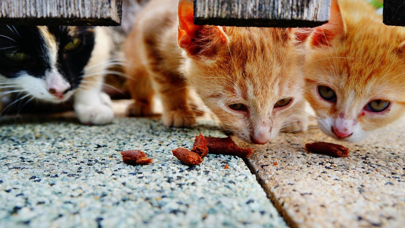 Fressende Katzen: Im US-Staat Ohio ist eine Frau für das Füttern von Straßenkatzen zu einer Gefängnisstrafe verurteilt worden. (Symbolbild)