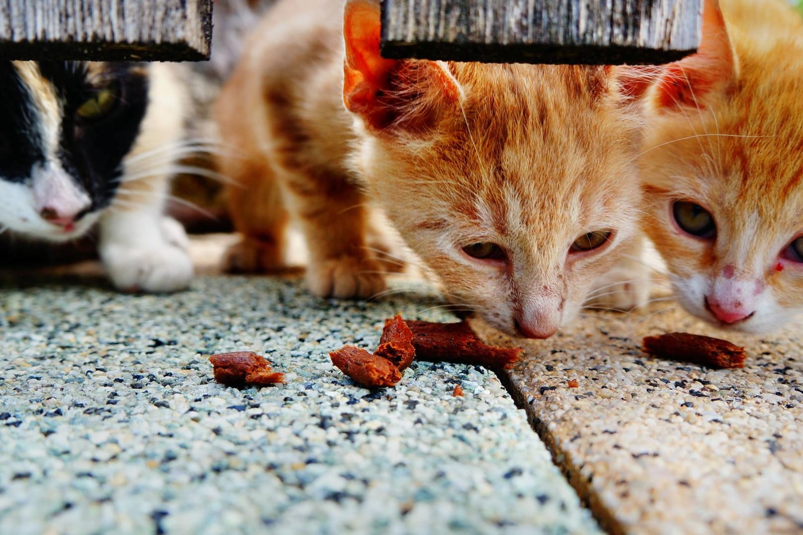 Fressende Katzen: Im US-Staat Ohio ist eine Frau für das Füttern von Straßenkatzen zu einer Gefängnisstrafe verurteilt worden. (Symbolbild)