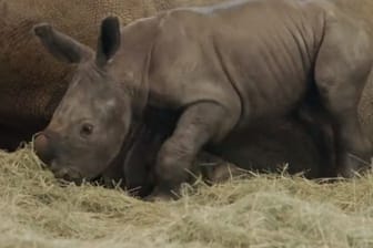 Das neugeborene Südliche Breitmaulnashorn: Das Kalb wurde im Zoo in San Diego zur Welt gebracht.